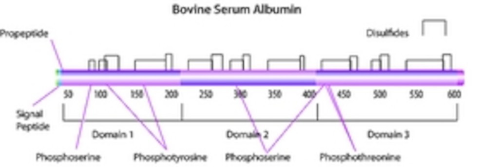 SERUM BOVIN ALBUMINE SIGMA B4287 5G