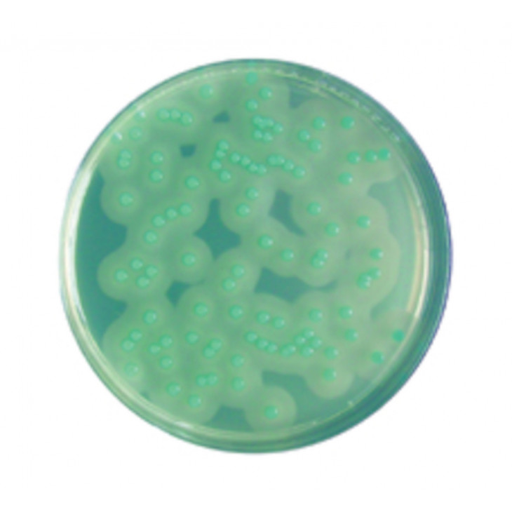 CHROMOCULT LISTERIA AGAR SELON OTTOVIANI&AGOSTI 427-500G