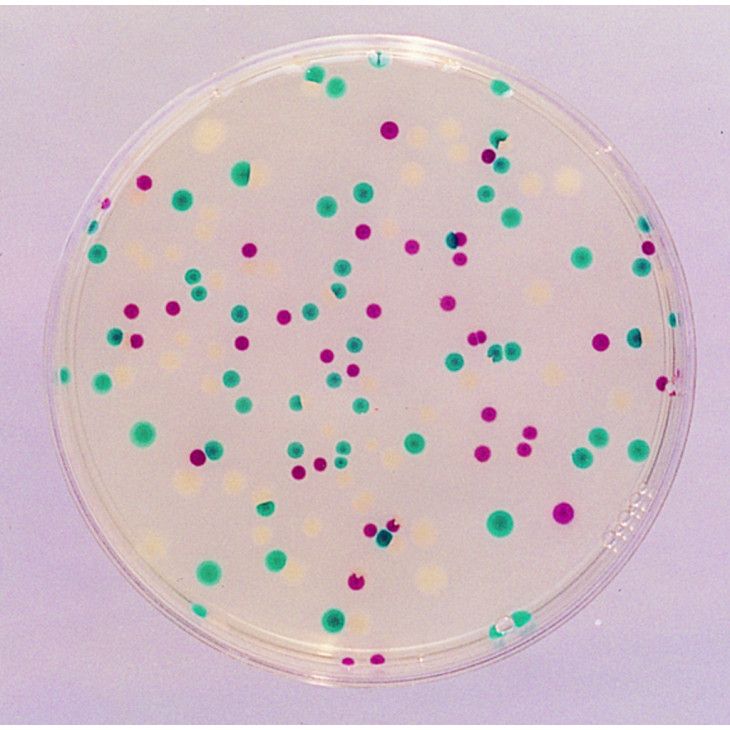 BACTIDENT E. COLI MERCK 13303-50 BANDELETTES