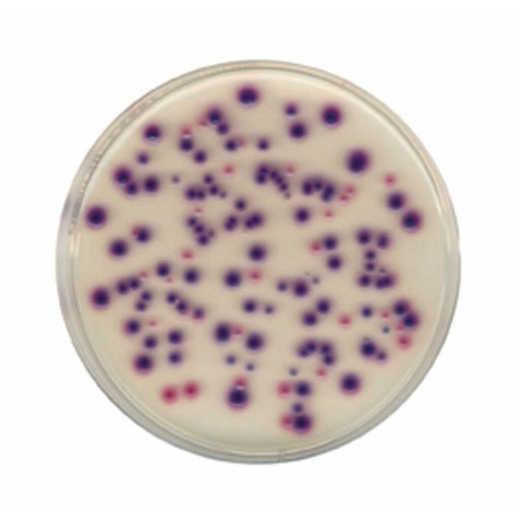 REACTIF KOVAKS BACTIDENT MERCK 11350 - 30ML