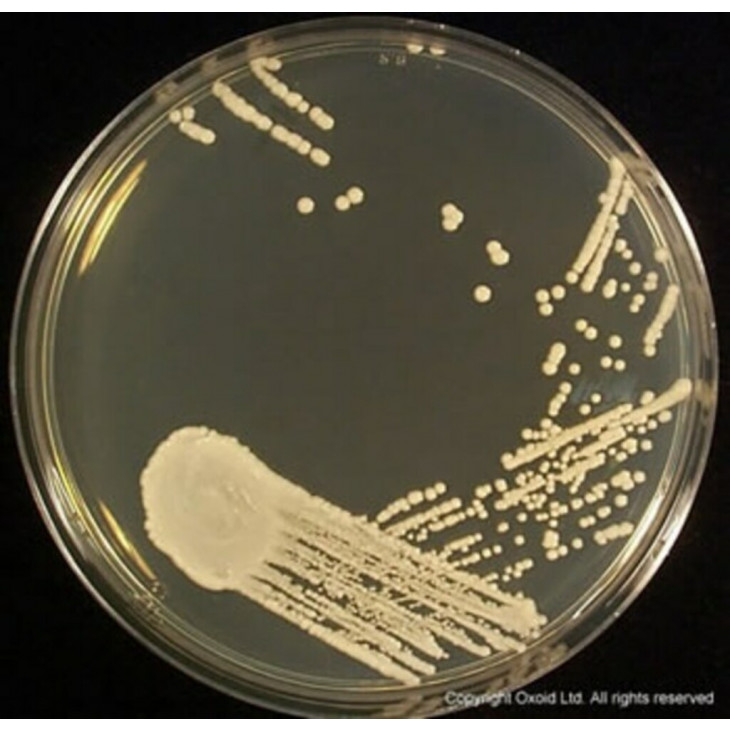 SABOURAUD 4% CHLORAMPHENICOL DEXTROSE AGAR - 20x90MM