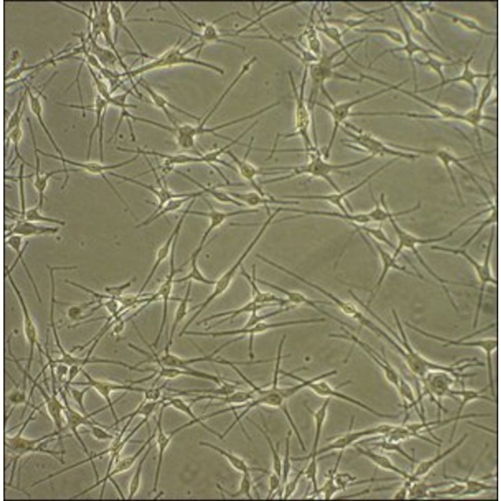 HUMAN EPIDERMAL MELANOCYTES SIGMA 104-05A