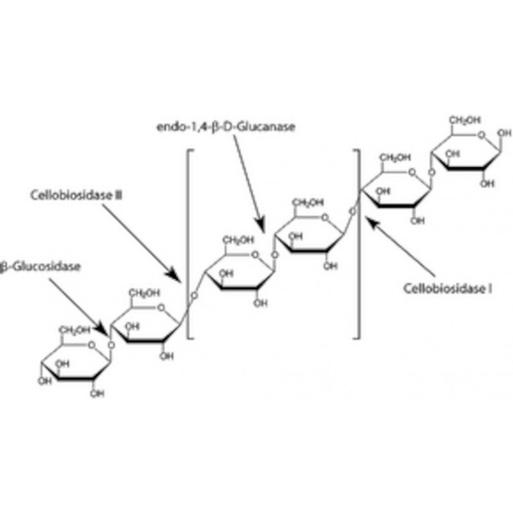 BETA GLUCOSIDASE SIGMA G0395 - 2,5 KU