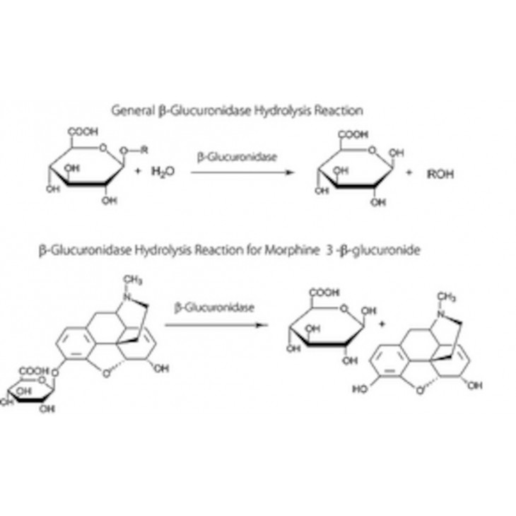 B-GLUCURONIDASE - SIGMA G0876 5ML