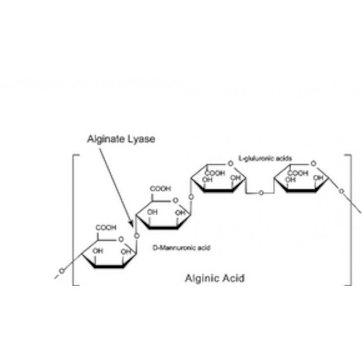 ALGINATE LYASE EN POUDRE SIGMA A1603 - 100MG