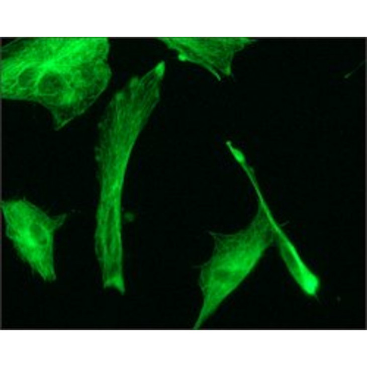 AC MONOCLONAL ANTI-B TUBULINE FITC (DS SOURIS) - F2043-0,2ML