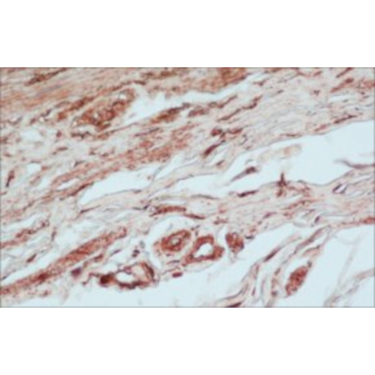 ANTI-ACTIN N-TERMINAL ANTIBODY PROD IN RABBIT SIGMA A2103-200