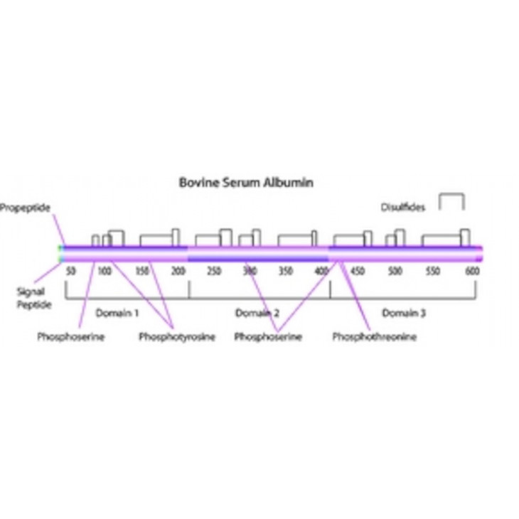 ALBUMINE BOVINE SERUM SIGMA A2153 - 10G