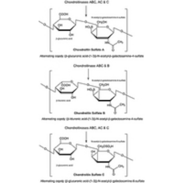 CHONDROITINASE ABC PROTEUS V. SIGMA C2905 - 2 UNITES