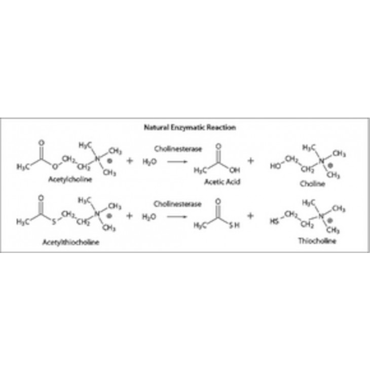 ACETYLCHOLINESTERASE 200-1000 UNITES/MG SIGMA C3389 - 500UN