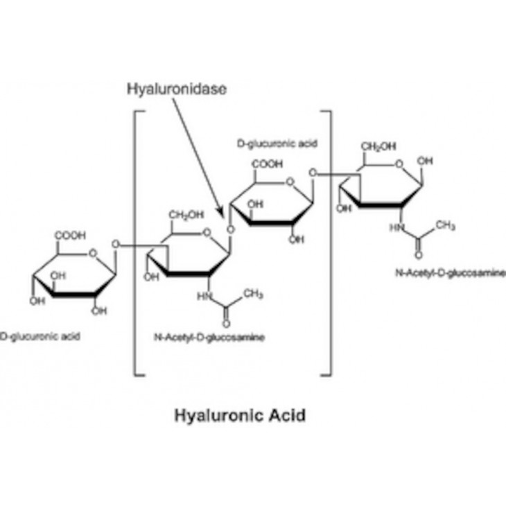 HYALURONIDASE DE BOVIN POUDRE TYPE I-S SIGMA H3506 - 100MG