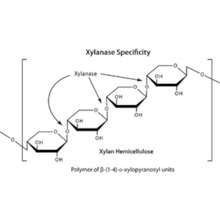 XYLANASE DE TRICHODERMA VIRIDE POUDRE SIGMA X3876 - 250UN