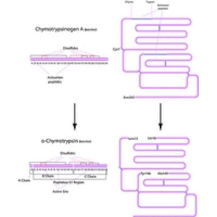 ALPHA CHYMOTRYPSINE DE PANCREAS DE BOEUF SIGMA C4129