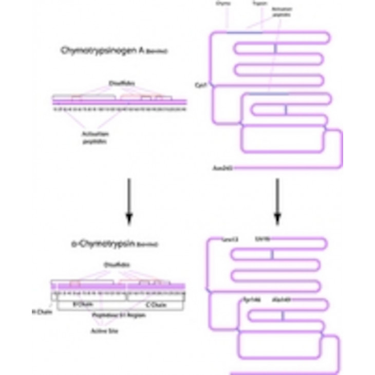 ALPHA CHYMOTRYPSINE DE PANCREAS DE BOEUF SIGMA C4129