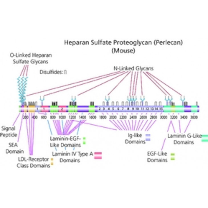 HEPARAN SULFATE PROTEOGLYCAN SIGMA H4777 - 1MG