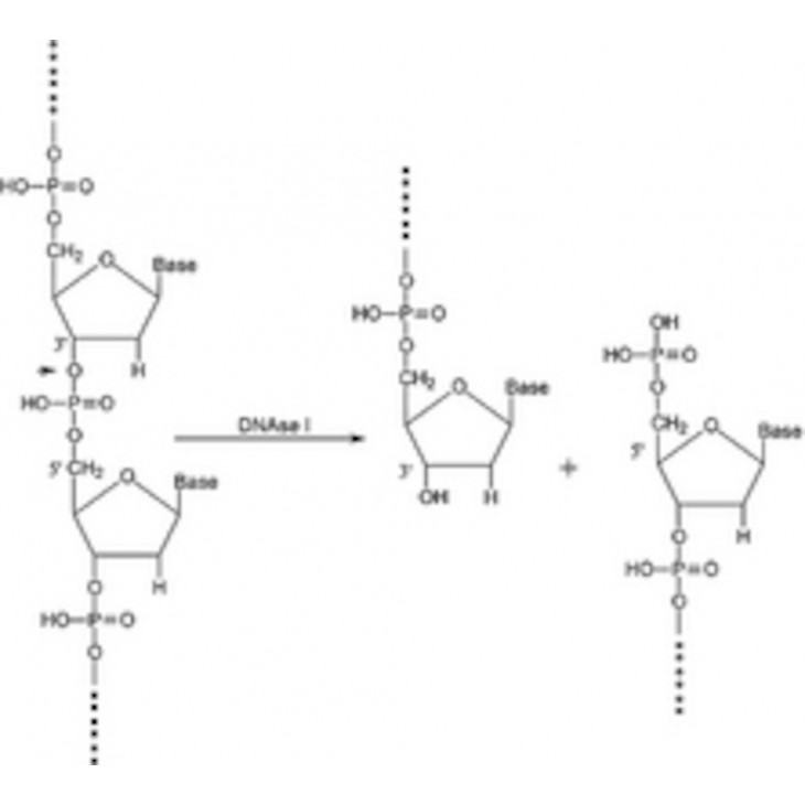 DESOXYRIBONUCLEASE I D5025 - 15KU
