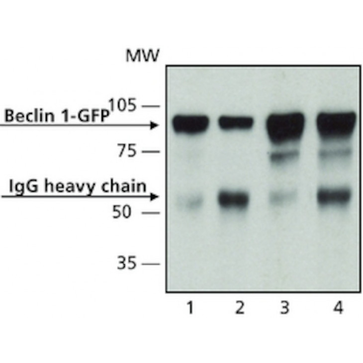 ANTICORPS ANTI-BECLIN1 PRODUIT CHEZ LE LAPIN - B6061 - 200uL