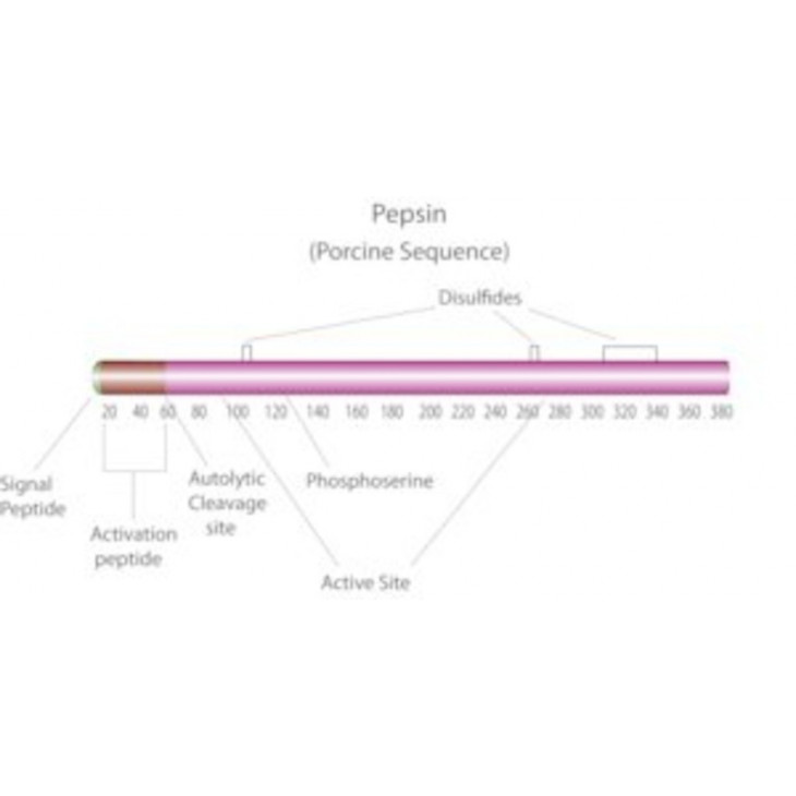 PEPSINE DE PORC POUDRE SIGMA P7000 - 25G