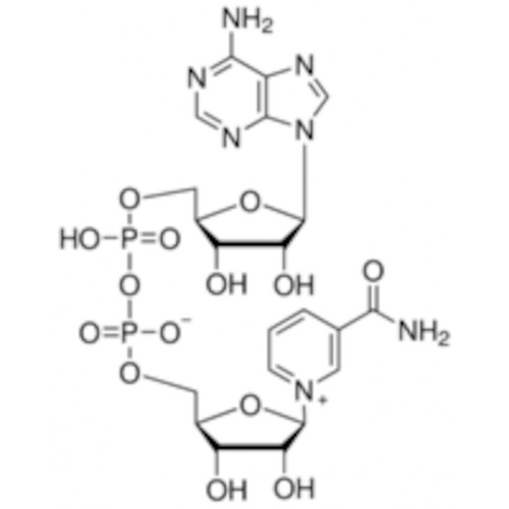 BETA-NICOTINAMIDE ADENINE DINUCLEOTIDE HYDRATE N7004-1G