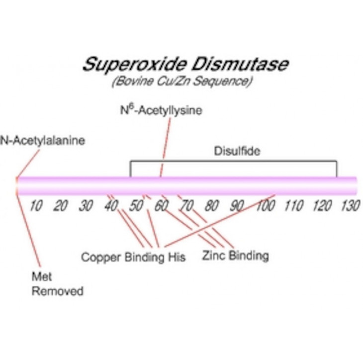 SUPEROXIDE DISMUTASE DE BOVIN - SIGMA - S7571 - 15KU