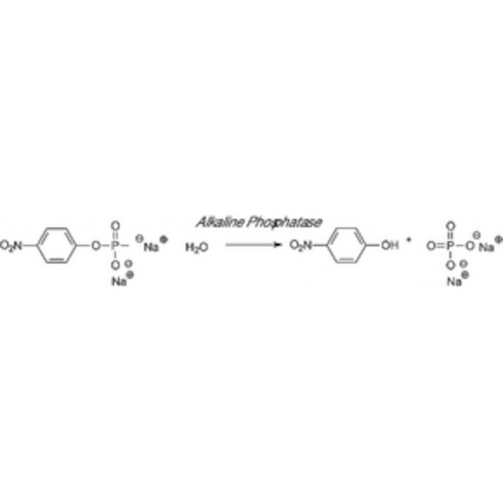 PHOSPHATASE ALCALINE POUDRE P7640 - 1G