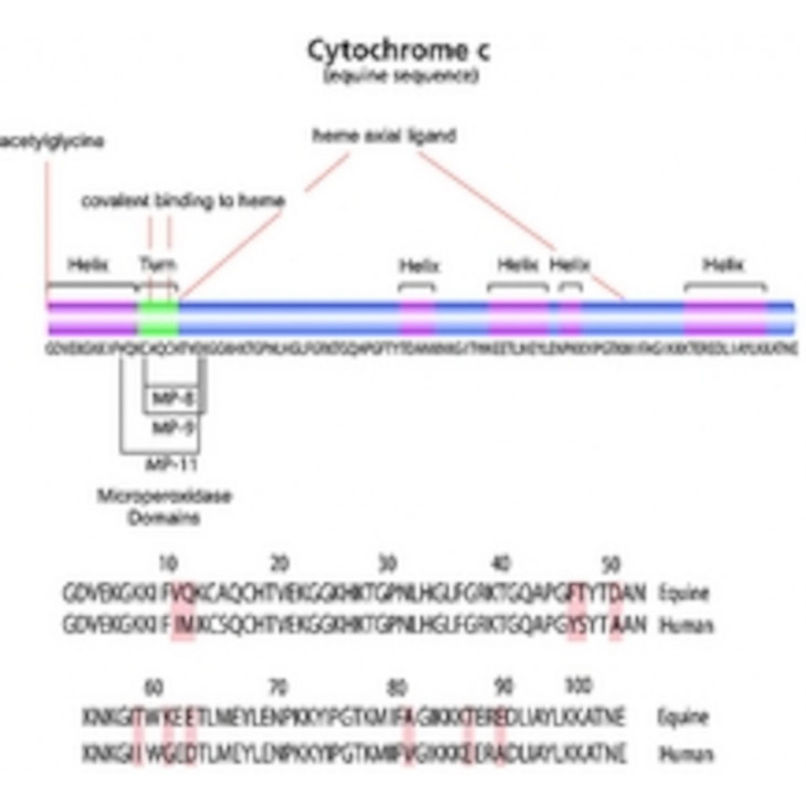 CYTOCHROME C FROM EQUINE HEART >95% - SIGMA - C7752 - 100MG