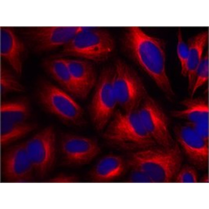 MONOCLONAL ANTI-B-TUBULIN SIGMA T8328-200UL