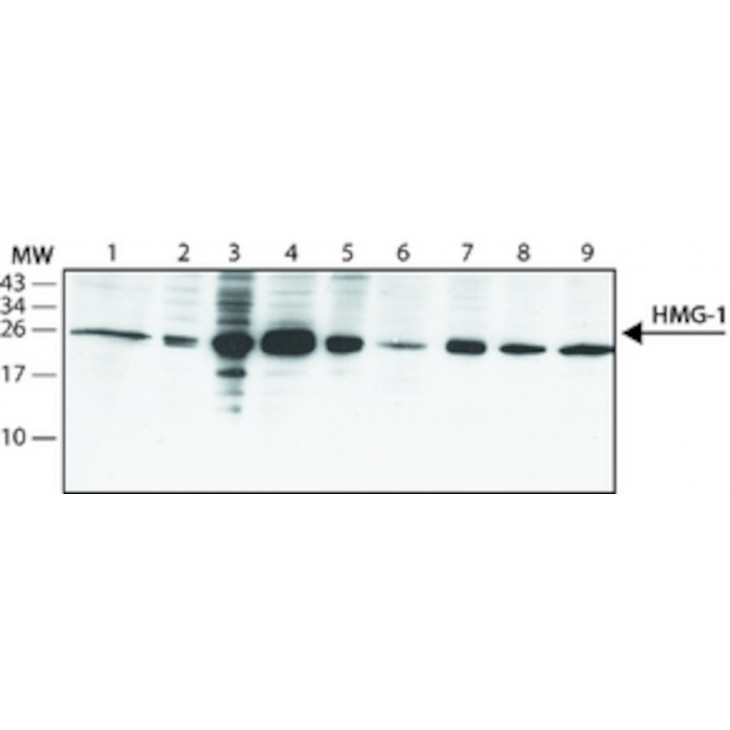 ANTICORPS MONOCLONAL ANTI-HMG1 DE SOURIS SIGMA H9537 - 200UL