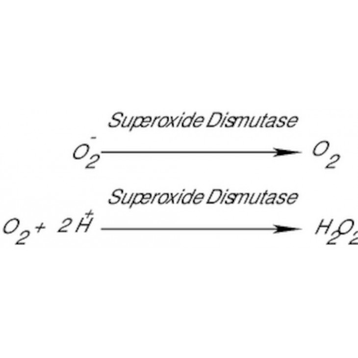 SUPEROXYDE DISMUTASE BOVINE SIGMA S9697 - 15KU