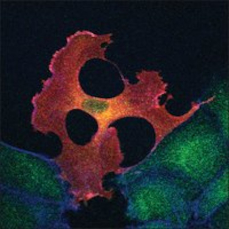 MONOCLONAL ANTI-FLAG M2 ANTI- CORPS SOURIS SIGMA F1804-50UG