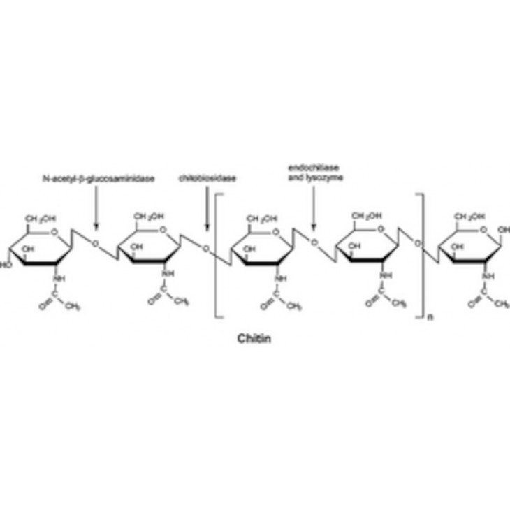 CHITINASE STREPTOMYCES GRISEUS >200 UNITS/G SIGMA C6137- P.5