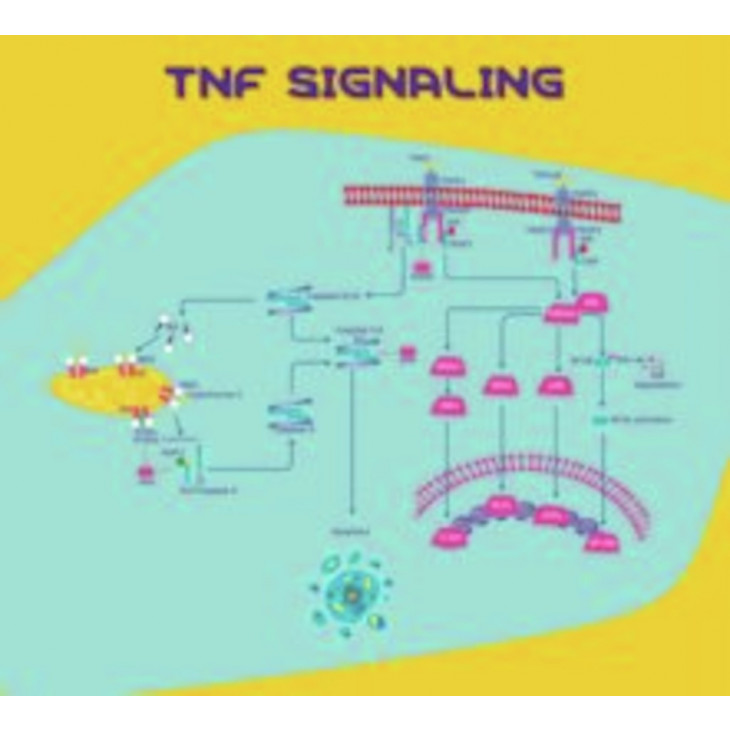 TUMOR NECROSIS FACTOR-ALPHA HUMAN - ROCHE 11088939001