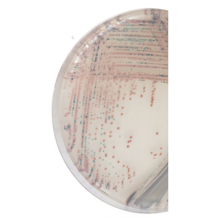 CHROMAGAR STAPH AUREUS QSP 5L