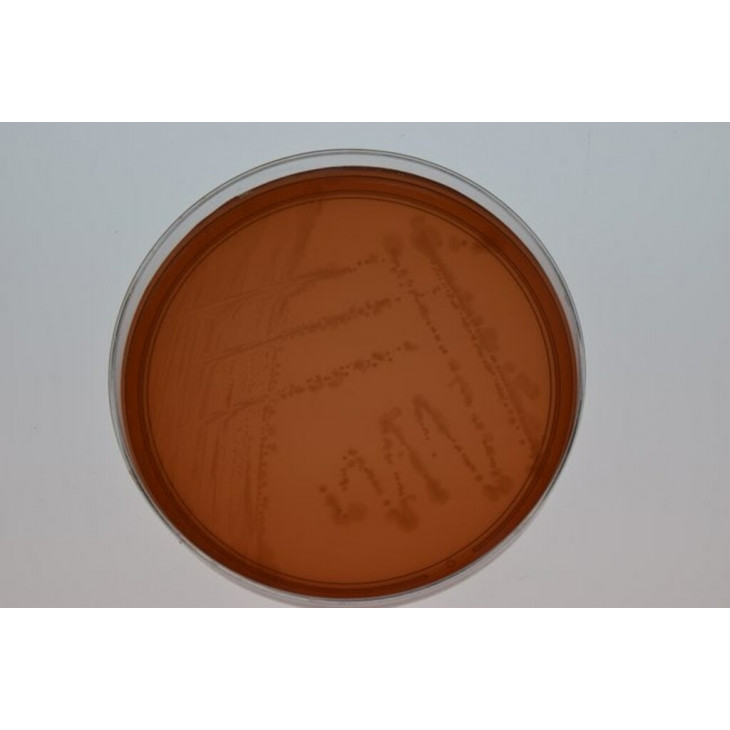 HELICOBACTER PYLORI SELECTIVE GELOSE OXOID PB0398A - 10 BTES