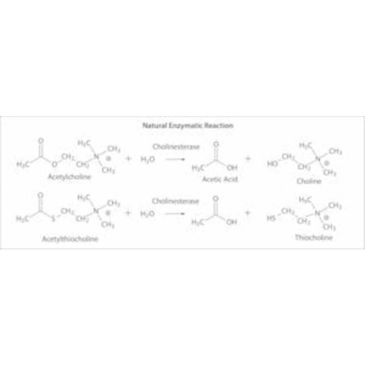 ACETYLCHOLINESTERASE TYPE V-S C2888 - PACK X500