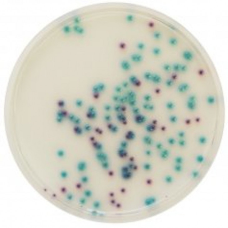 CHROMAGAR PSEUDOMONAS + ENTEROBACTERIES - QSP 5L