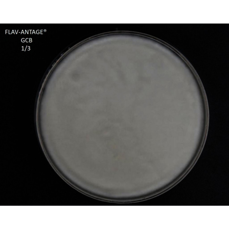 FLAV-ANTAGE GCB 2D PACK X25 SACHETS