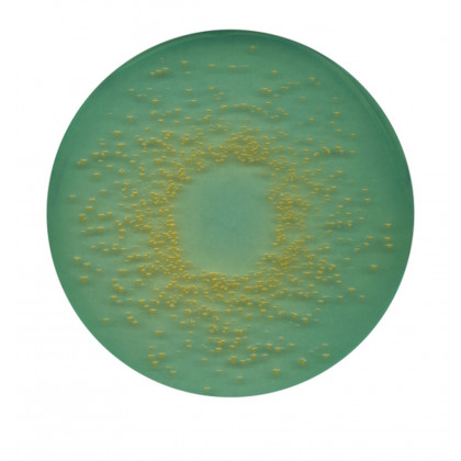 BROLACINE GELOSE MERCK 1638-500G