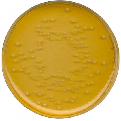 AGAR DE BIERE UNIVERSEL MERCK 445 - 500G