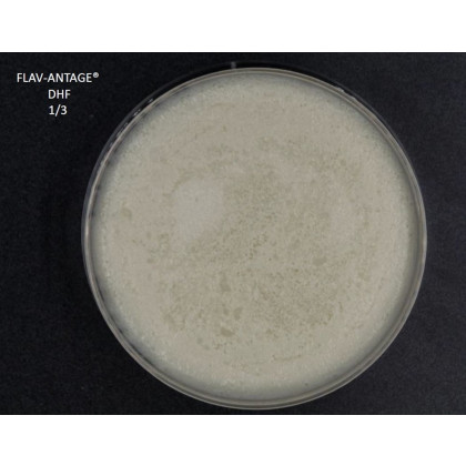 FLAV-ANTAGE DHF 10D-LE SACHET