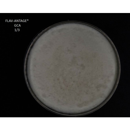FLAV-ANTAGE GCA 2D PACK X25 SACHETS