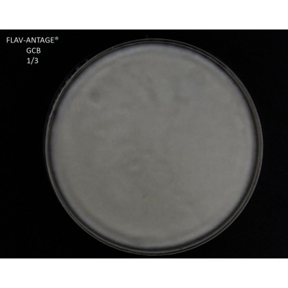 FLAV-ANTAGE GCB 2D PACK X25 SACHETS