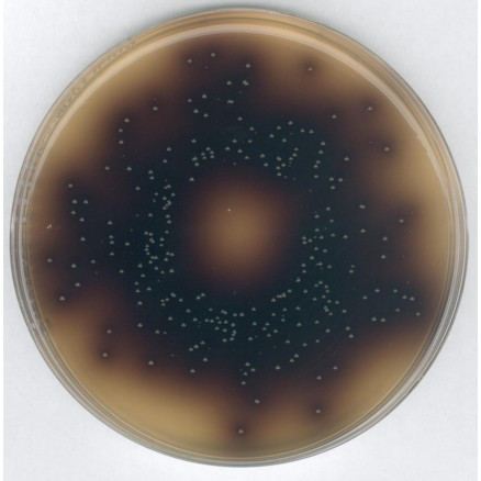 BILE ESCULINE AZIDE GELOSE MERCK 072-500G