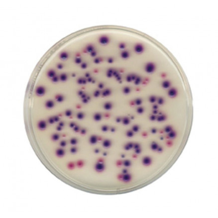 CHROMOCULT COLIFORMES GELOSE ES 100850 - 500G