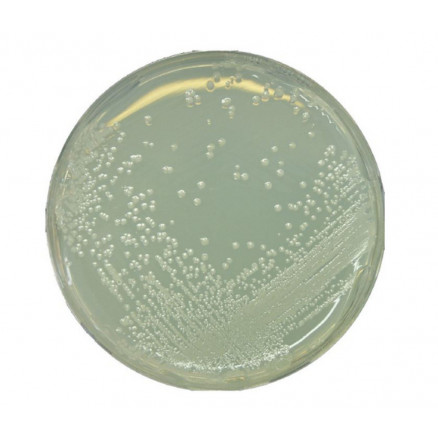 AGAR BAT POUR MICROBIOLOGIE MERCK 7994-500G