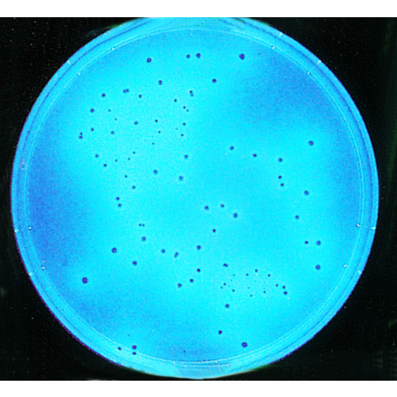 TSC GELOSE BASE MERCK 11972-500G