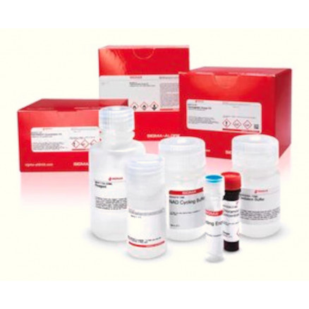 ACETYLCHOLINESTERASE ACTIVITY ASSAY KIT - MAK119 - 100 TESTS