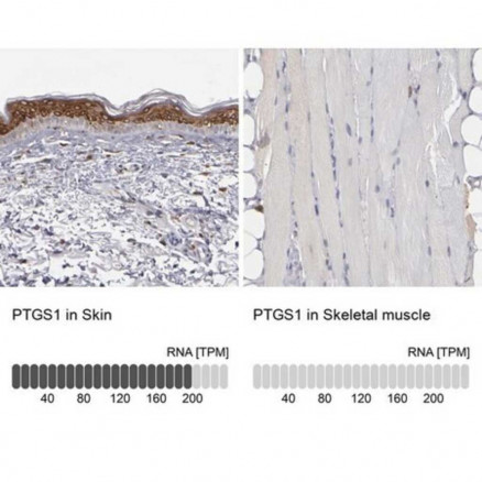 ANTI-PTGS1 ANTICORPS PRODUIT DU LAPIN SIGMA HPA002834-100UL