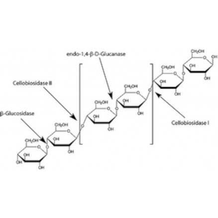 BETA GLUCOSIDASE SIGMA G0395 - 2,5 KU