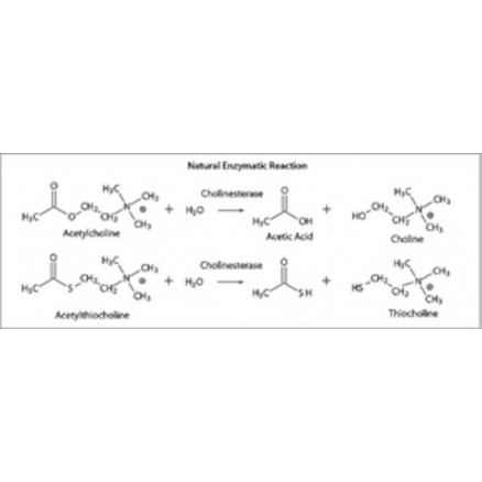 ACETYLCHOLINESTERASE HUMAIN EN POUDRE - C1682 - 0,1MG